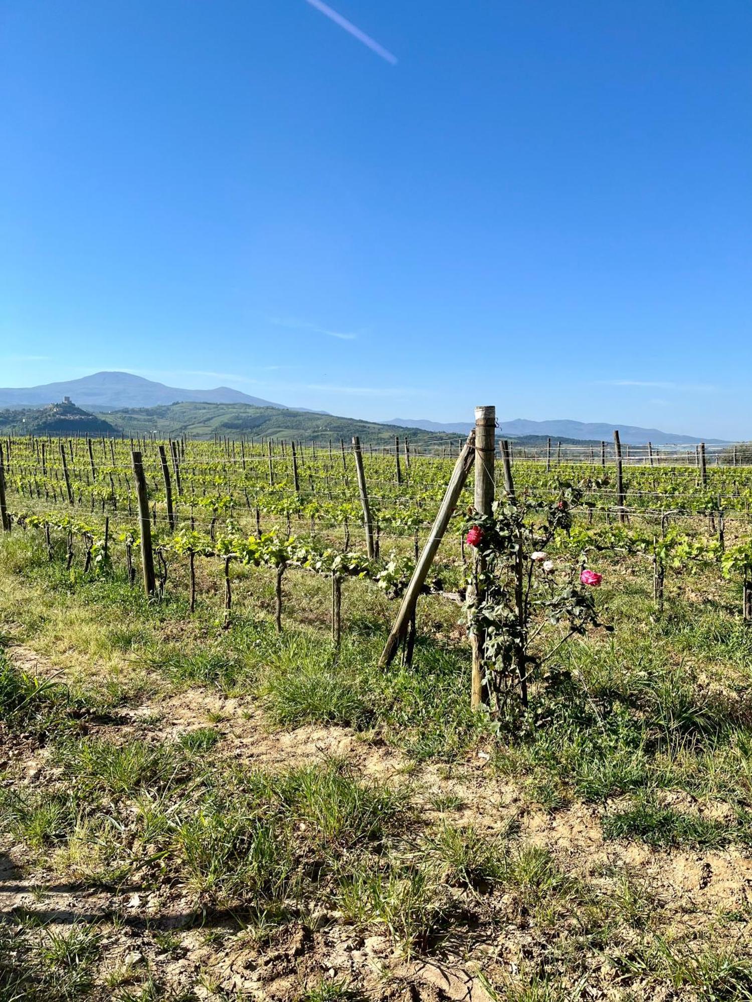 Agriturismo Le Querciole In Val D'Orcia Bagno Vignoni Eksteriør bilde