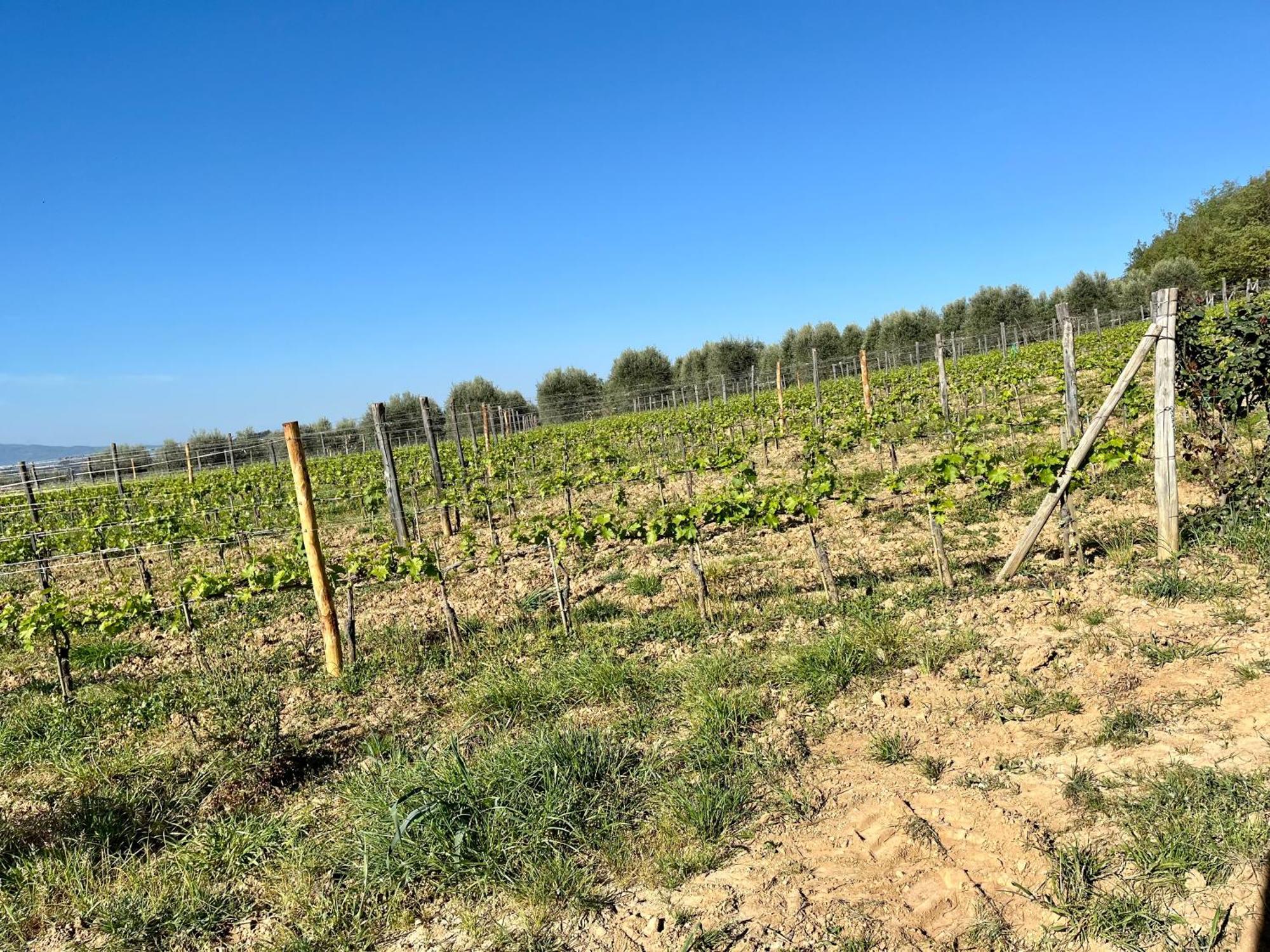 Agriturismo Le Querciole In Val D'Orcia Bagno Vignoni Eksteriør bilde